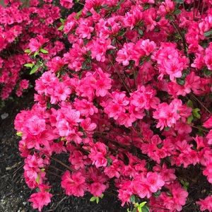 Meet your Posher, Kaylah